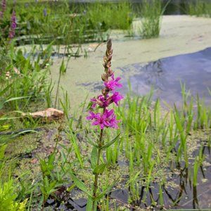 Meet your Posher, Madeleine